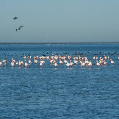بحيرة (منطقة رطبة) میانکاله
